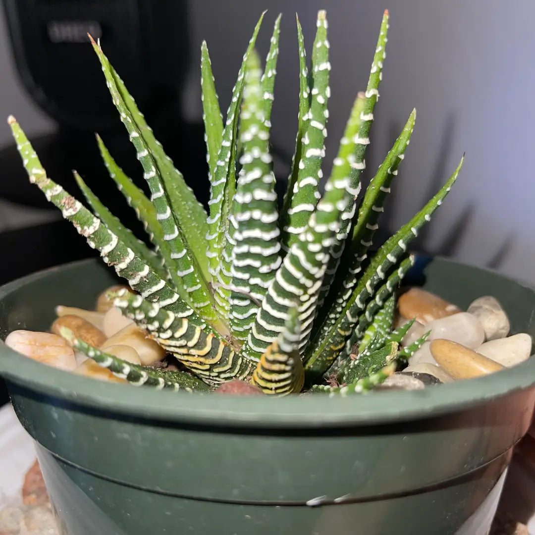 Zebra Haworthia