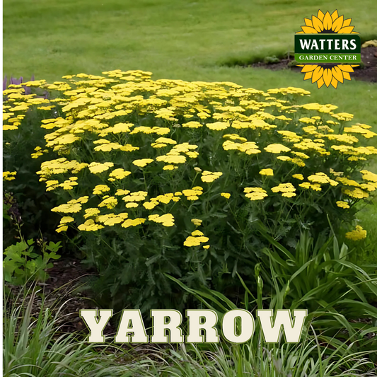 YARROW ASSORTED 1gal
