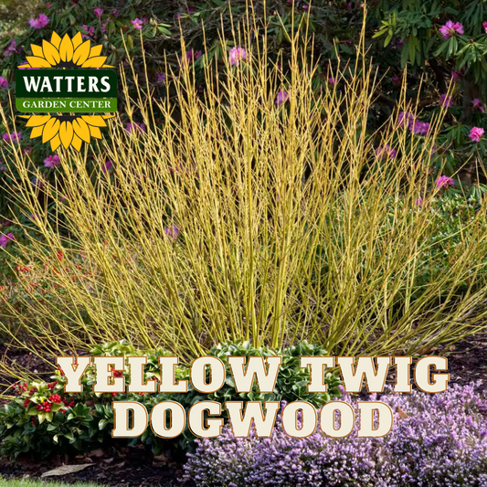 YELLOW TWIG DOGWOOD 5gal