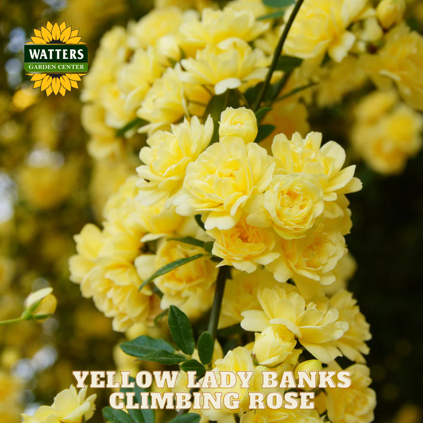Yellow Lady Banks Climbing Rose with Watters Garden Center branding