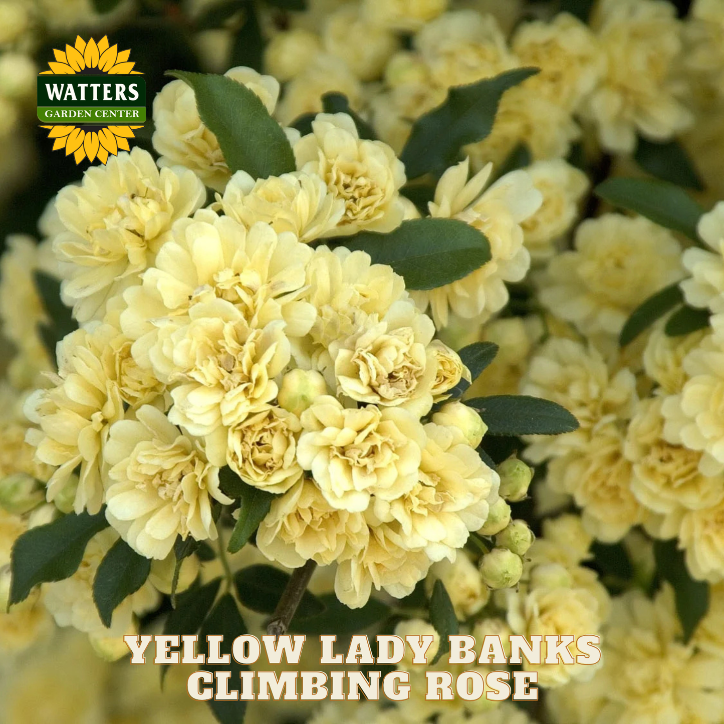 Yellow Lady Banks Climbing Rose with Watters Garden Center logo