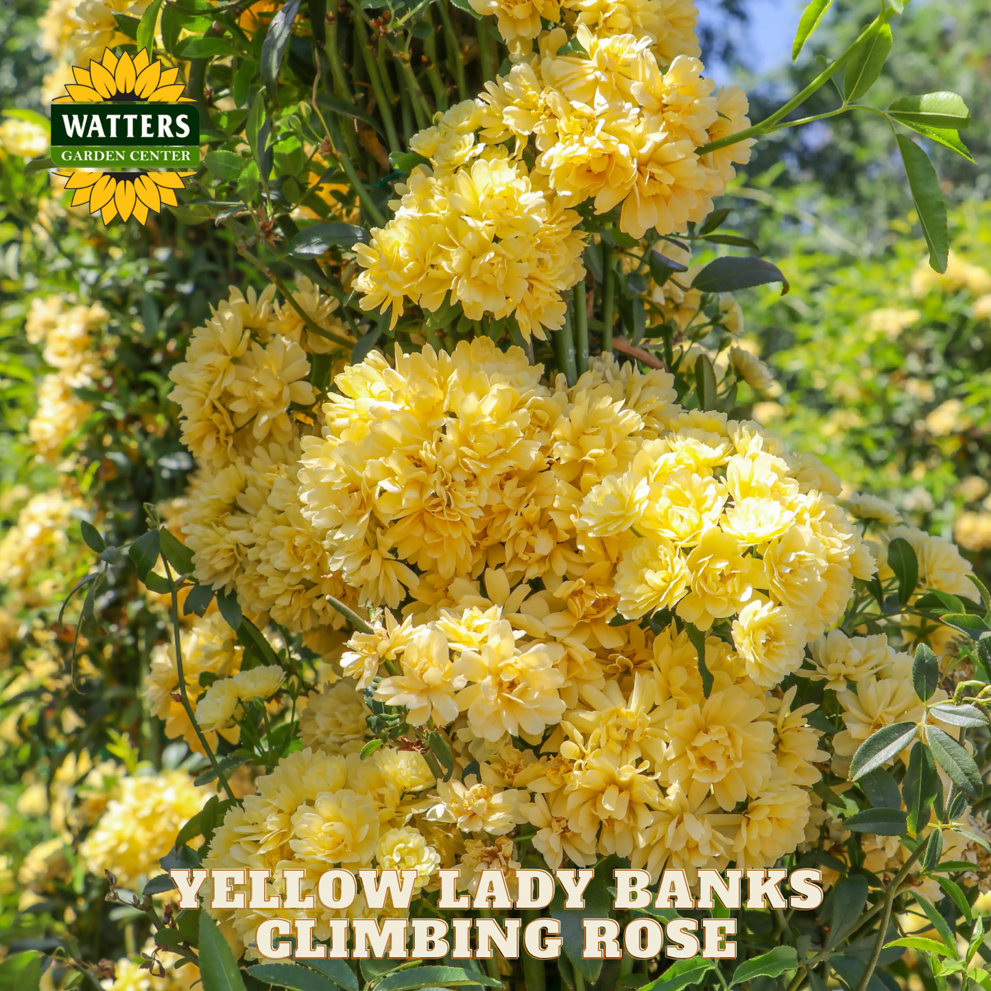 Yellow climbing rose bush with 'Watters Garden Center' logo in the corner.