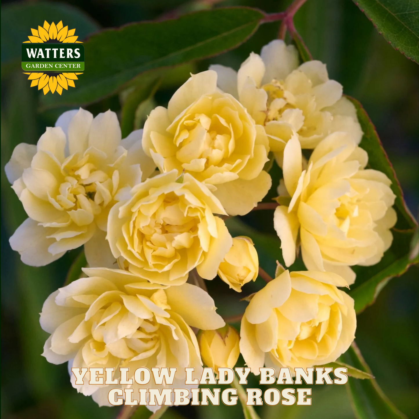 Yellow Lady Banks Climbing Rose with Watters Garden Center logo