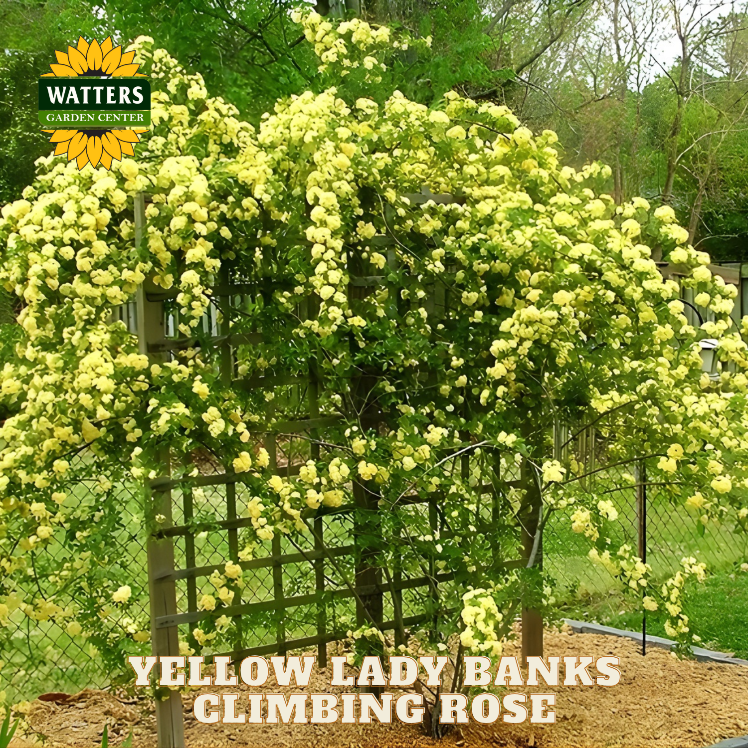 Yellow climbing rose bush with a trellis in a garden setting, branded 'Watters Garden Center'.