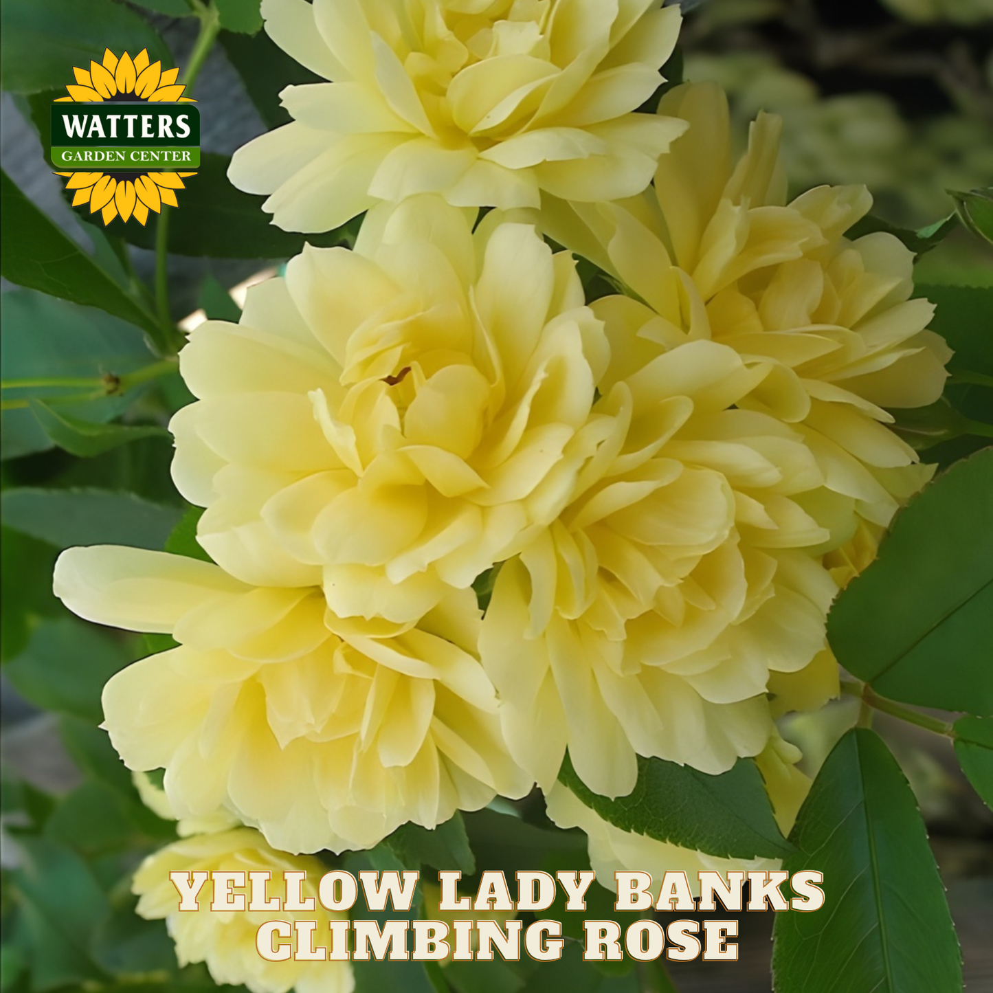Yellow Lady Banks Climbing Rose with Watters Garden Center logo