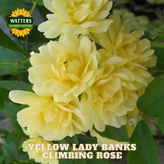 Yellow Lady Banks Climbing Rose with Watters Garden Center logo