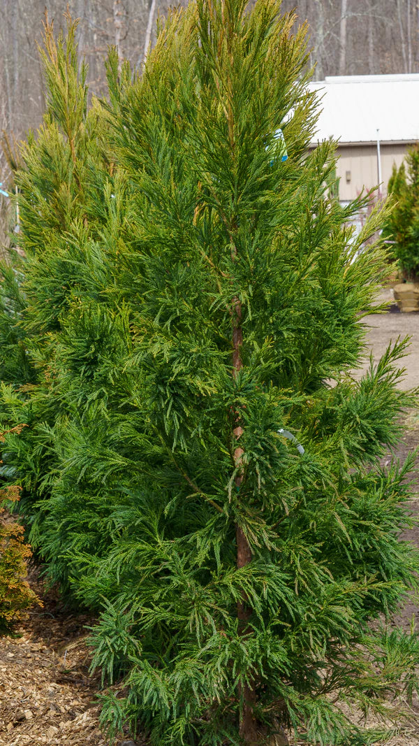 Yoshino Japanese Cedar (CRYPTOMENRIA J YOSHINO) - 5 gallon
