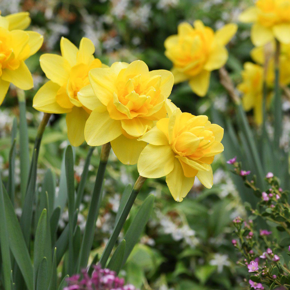 Yellow Cheerfulness Daffodil - PreOrder