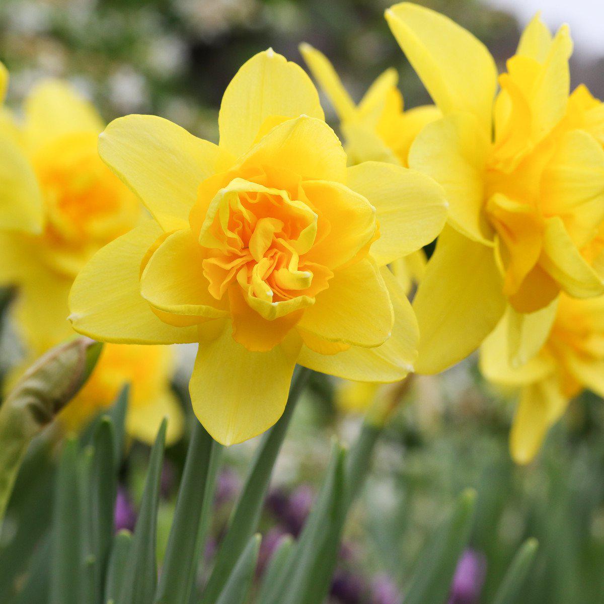 Yellow Cheerfulness Daffodil - PreOrder