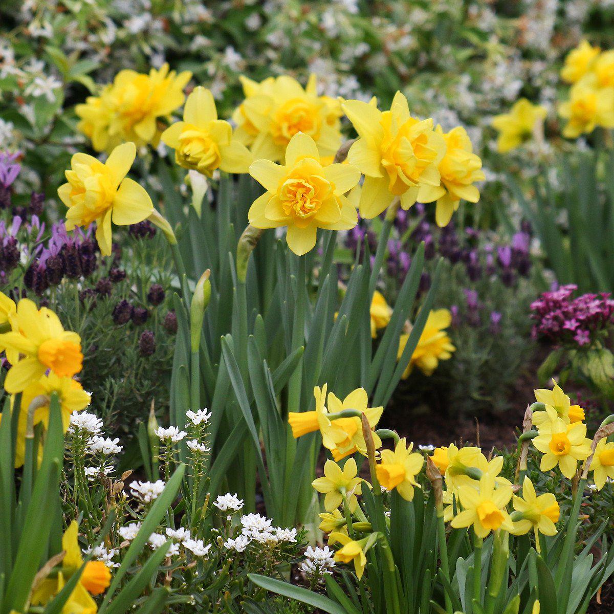 Yellow Cheerfulness Daffodil - PreOrder
