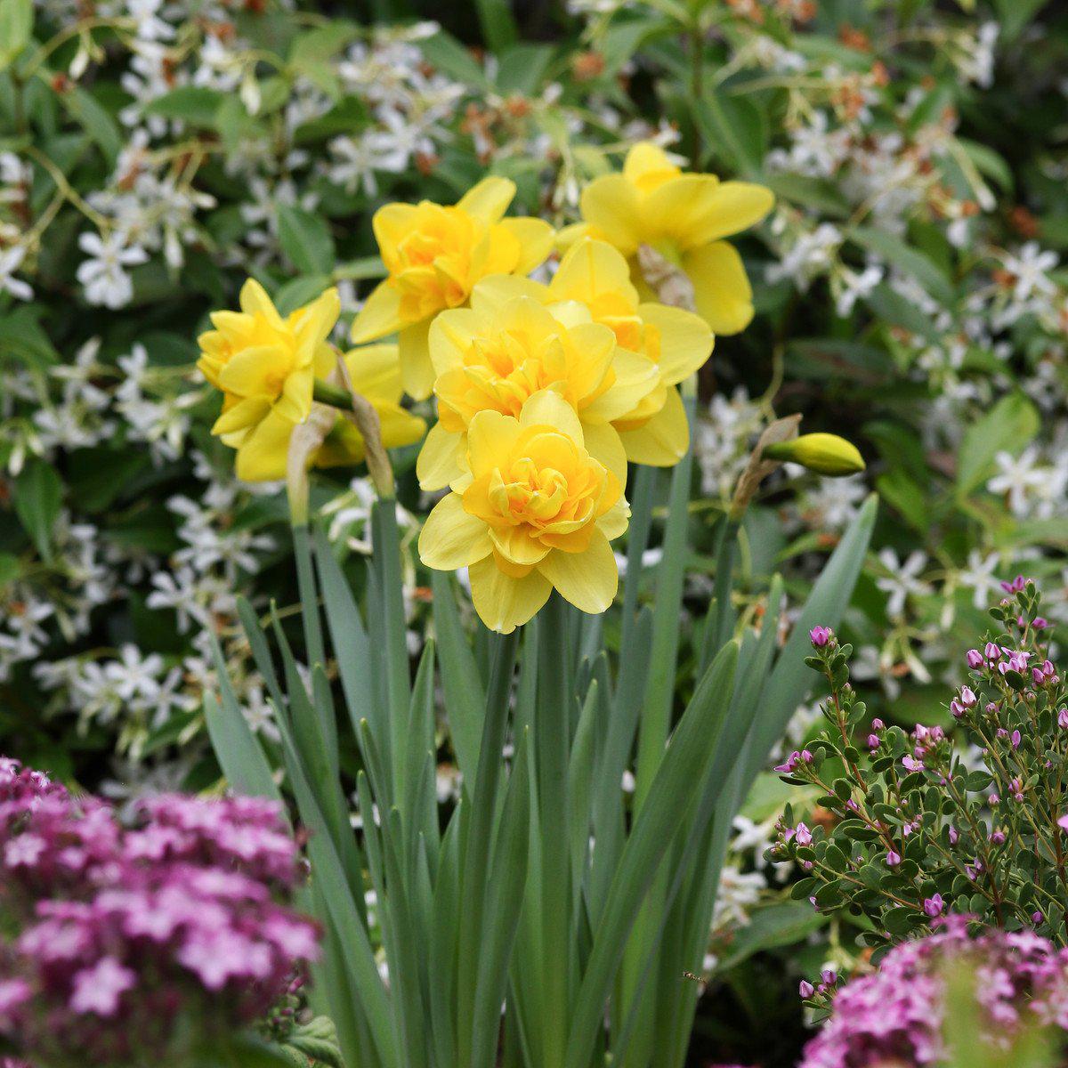 Yellow Cheerfulness Daffodil - PreOrder