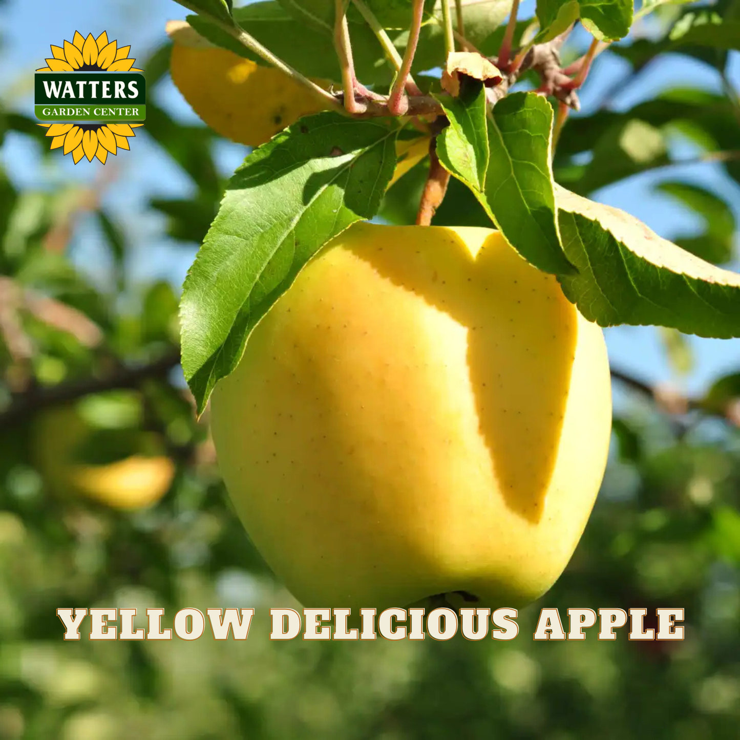 Yellow Delicious Apple (Malus 'Fruit Yellow Delicious') - 2 gallon 36"