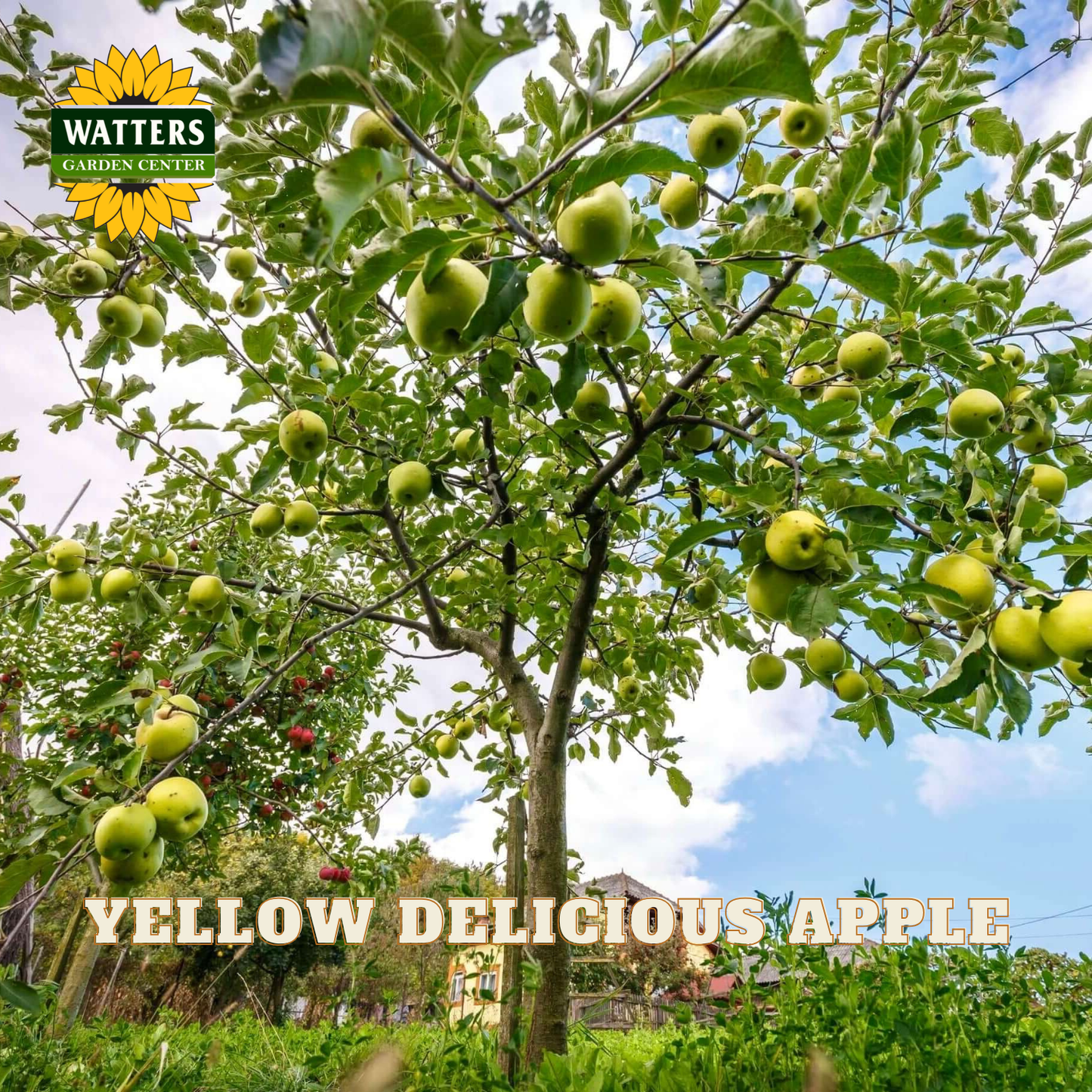 Yellow Delicious Apple (Malus 'Fruit Yellow Delicious') - 2 gallon 36"