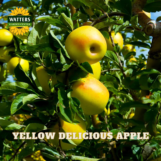 Yellow Delicious Apple (Malus 'Fruit Yellow Delicious') - 2 gallon 36"
