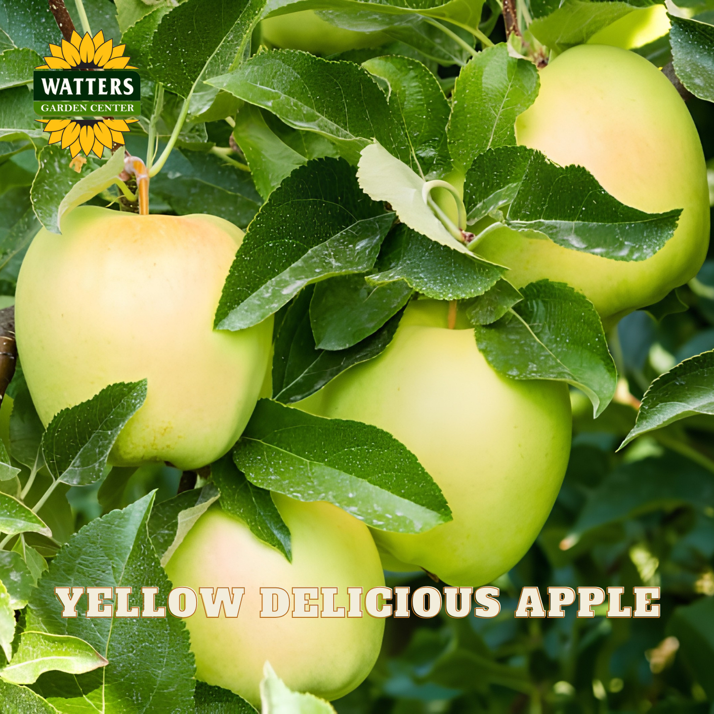 Yellow Delicious Apple (Malus 'Fruit Yellow Delicious') - 2 gallon 36"