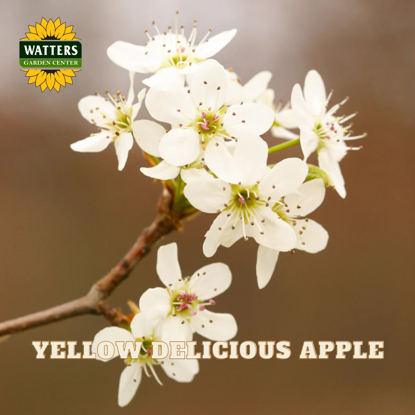 Yellow Delicious Apple (Malus 'Fruit Yellow Delicious') - 2 gallon 36"