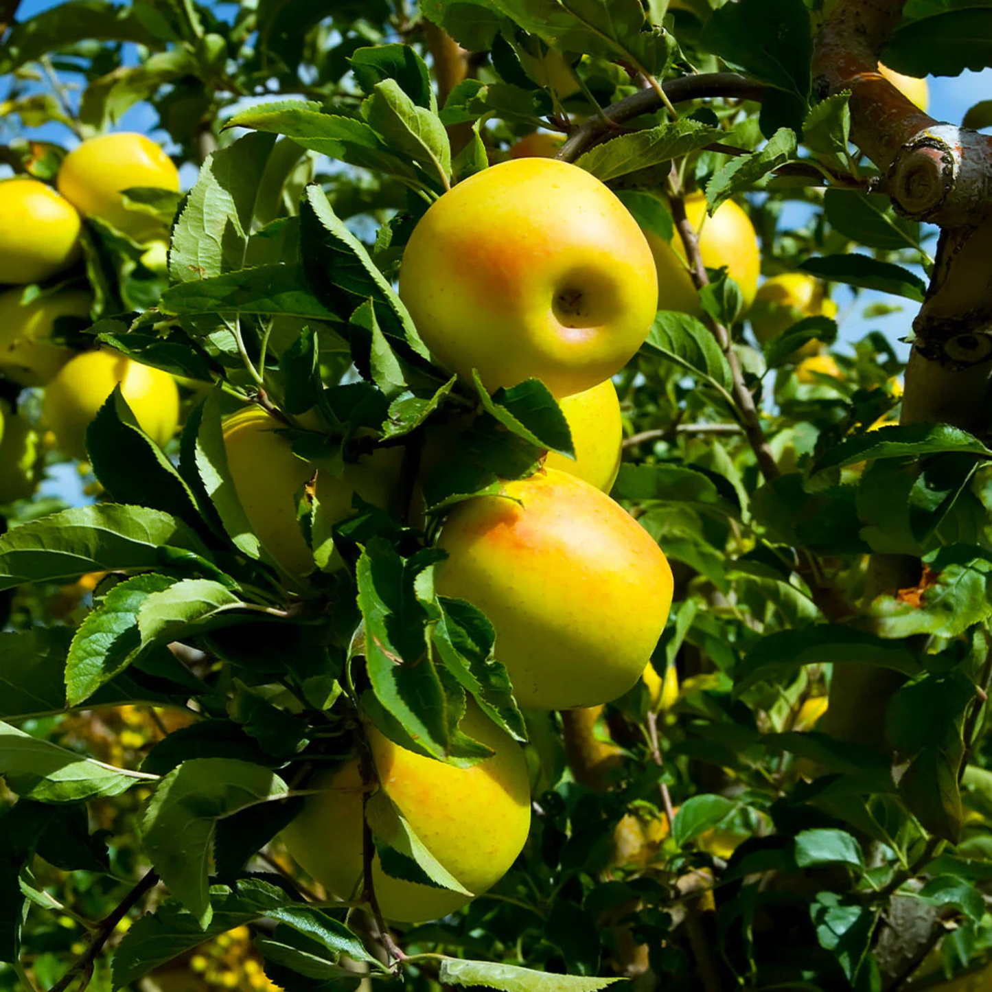 Yellow Delicious Apple (Malus 'Fruit Yellow Delicious') - 2 gallon 36"