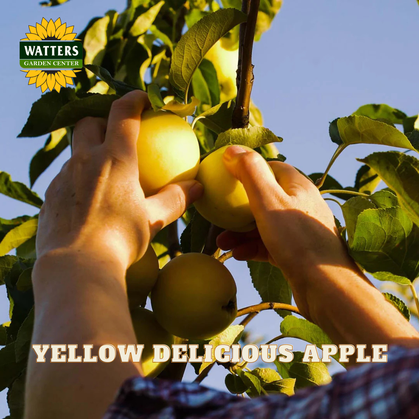 Yellow Delicious Apple (Malus 'Fruit Yellow Delicious') - 2 gallon 36"