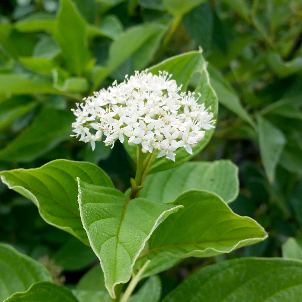 YELLOW TWIG DOGWOOD 5gal