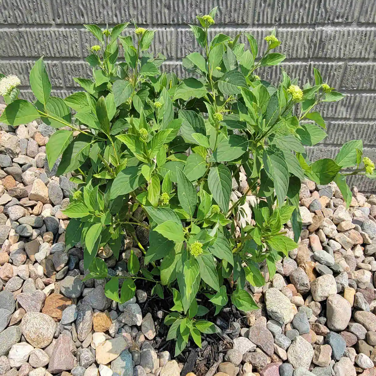 YELLOW TWIG DOGWOOD 5gal