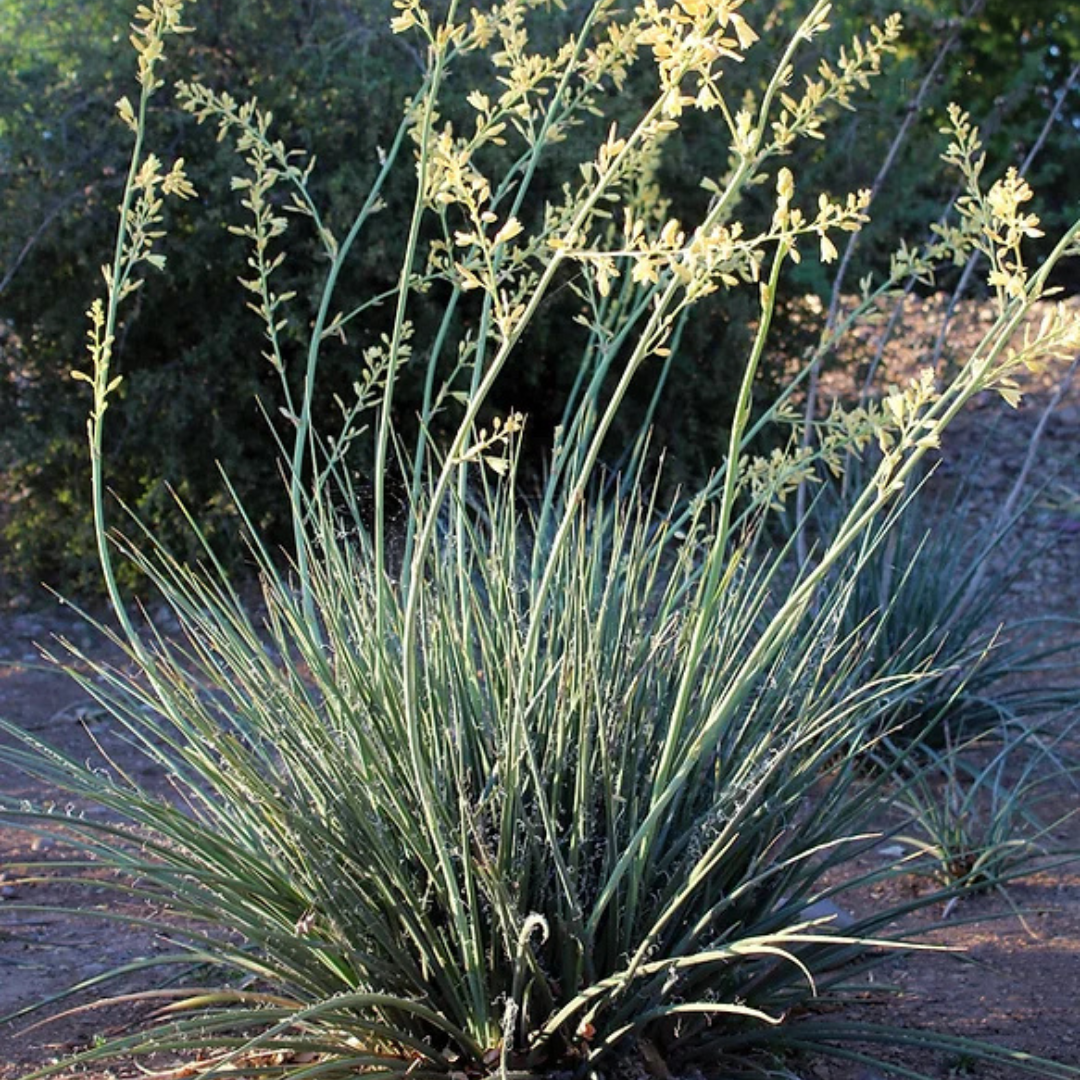 Yucca 'Little Miss Sunshine'