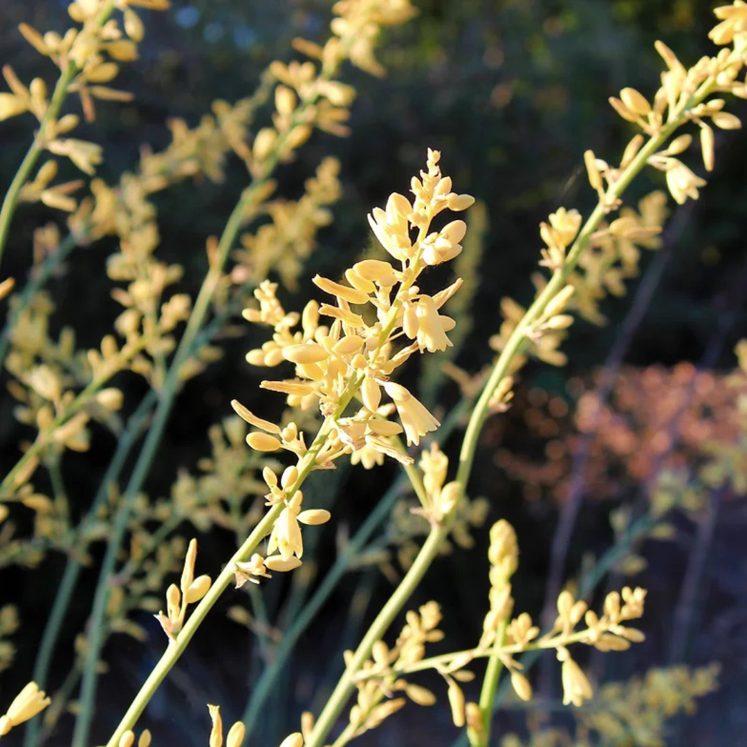 Yucca 'Little Miss Sunshine'