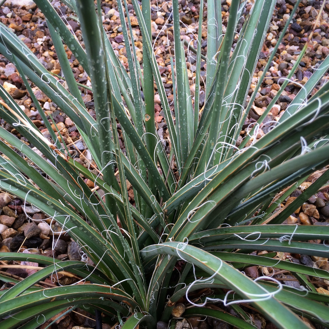 Yucca 'Little Miss Sunshine'