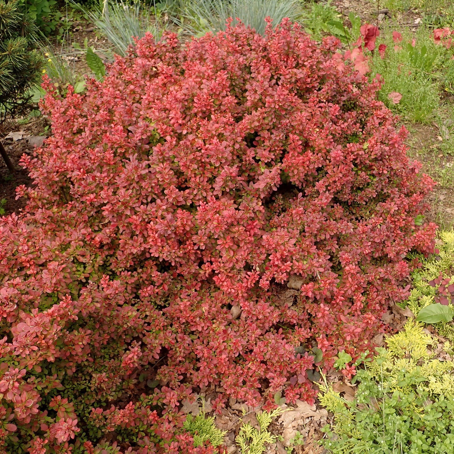 ADMIRATION BARBERRY 3gal