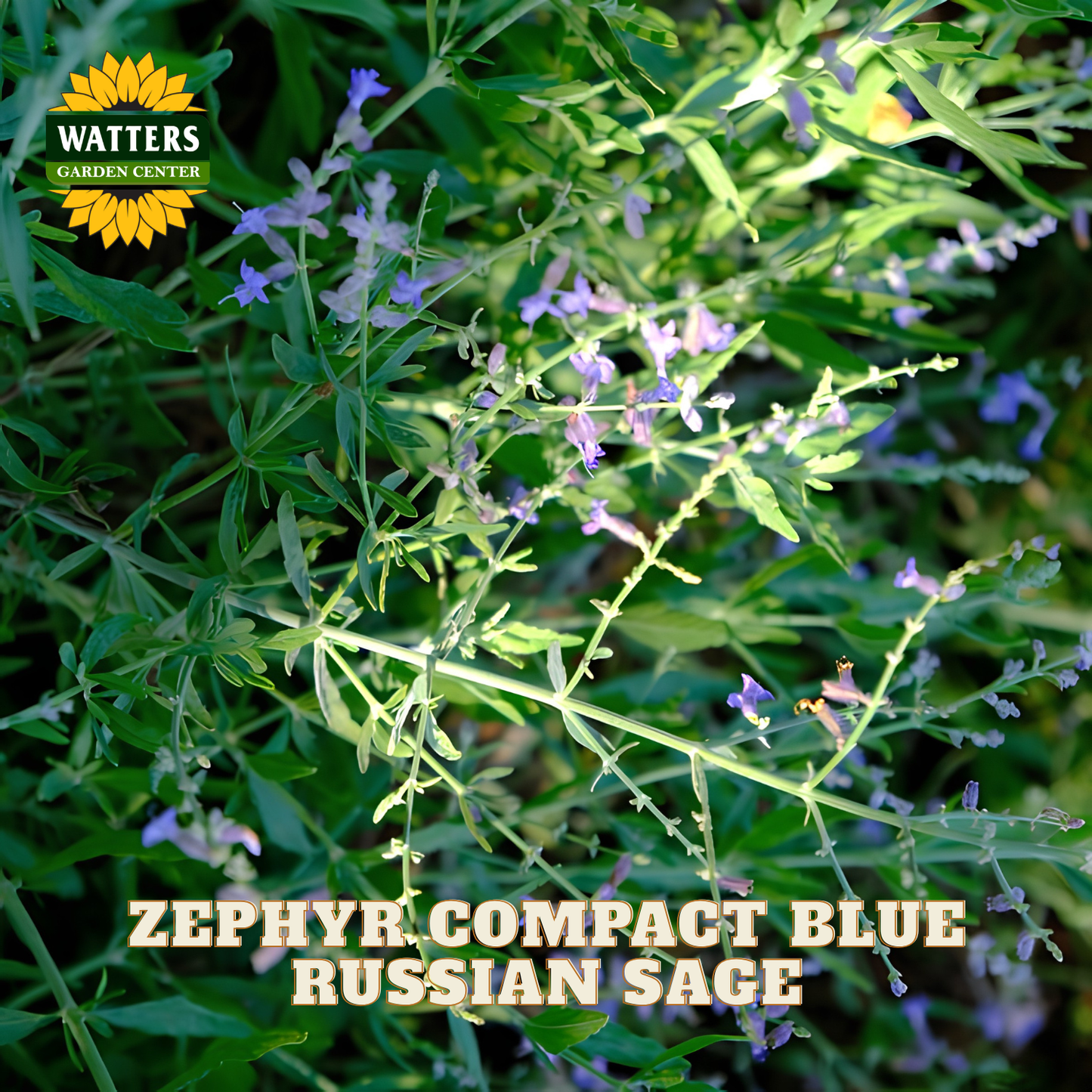 A close-up photo of a live plant labeled 'WATTERS GARDEN CENTER' and 'ZEPHYR COMPACT BLUE RUSSIAN SAGE,' showing green foliage with small blue-violet flowers. The text and logo indicate the product is a plant variety rather than an auxiliary chart or scenery.