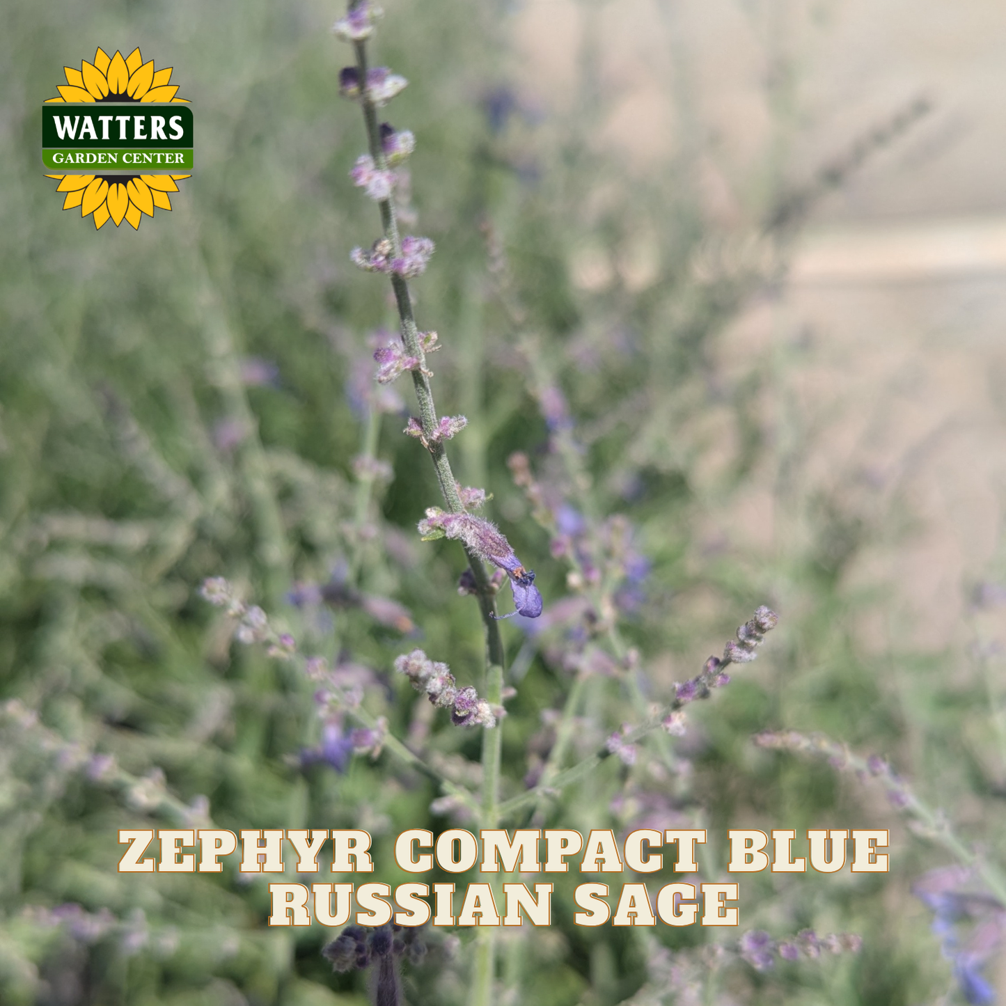 A close-up of a plant labeled 'WATTERS GARDEN CENTER' and 'ZEPHYR COMPACT BLUE RUSSIAN SAGE,' showing purple-blue flower spikes on a blurred green and beige background.