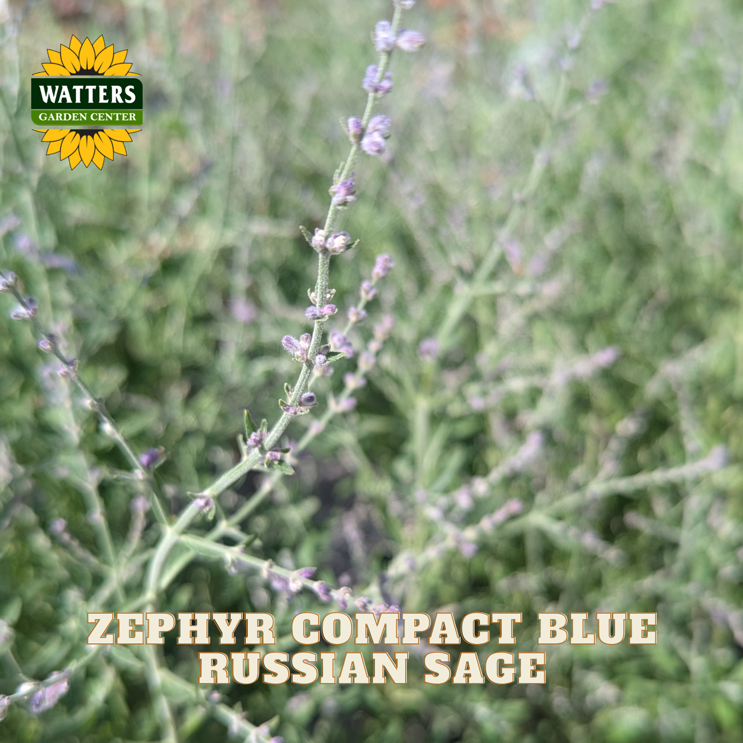 Close-up of a plant with narrow blue-green stems and small purple flowers, with text reading 'ZEPHYR COMPACT BLUE RUSSIAN SAGE' and a Watters Garden Center logo in the top left.