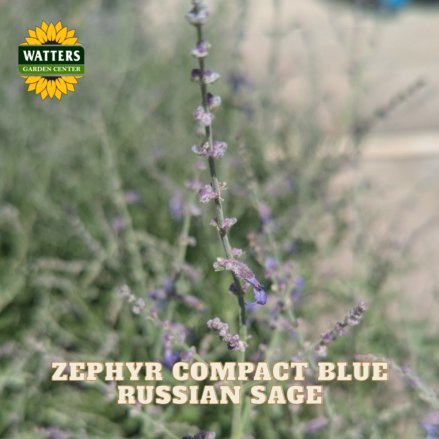 A close-up of a flowering plant with small blue-violet blooms on a stem, shown outdoors with a blurred natural background. Text at the bottom reads 'ZEPHYR COMPACT BLUE RUSSIAN SAGE,' and the Watters Garden Center logo appears in the top left.