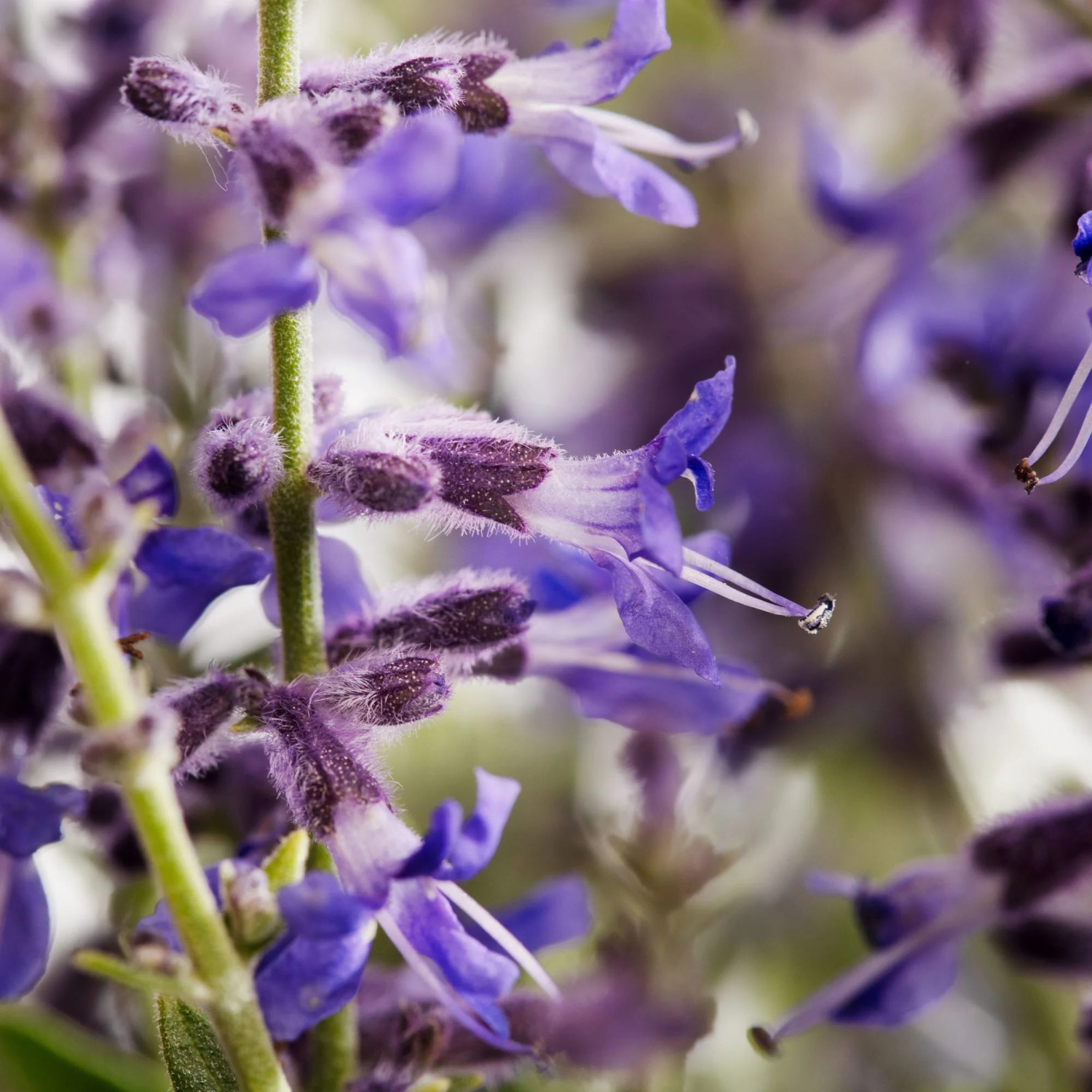 Close-up of purple and white flowers on a green stem with a soft blurred natural background.