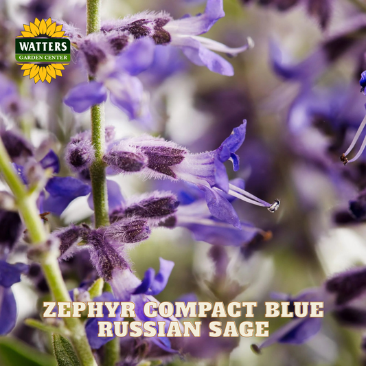 Close-up of purple and blue Russian sage flowers with green stems, featuring the Watters Garden Center logo and the text 'ZEPHYR COMPACT BLUE RUSSIAN SAGE' at the bottom.