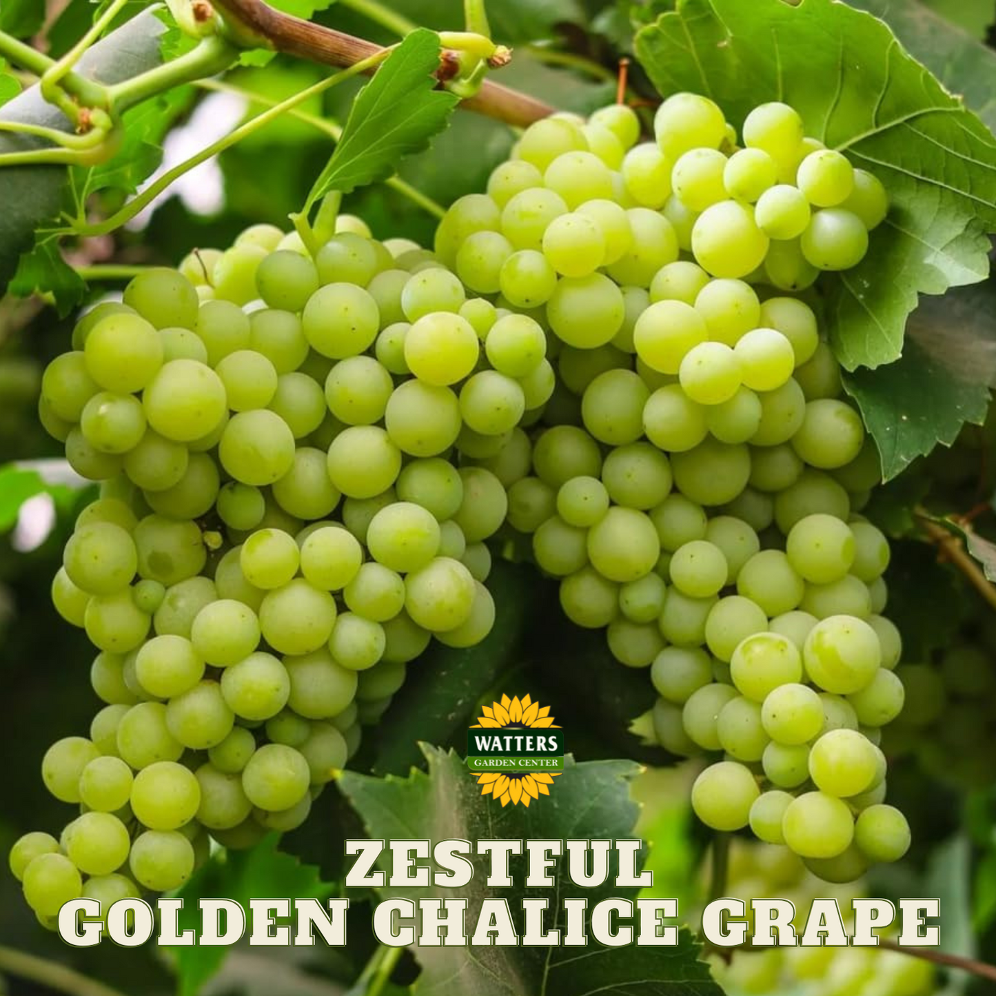 ZESTFUL GOLDEN CHALICE GRAPE 1gal