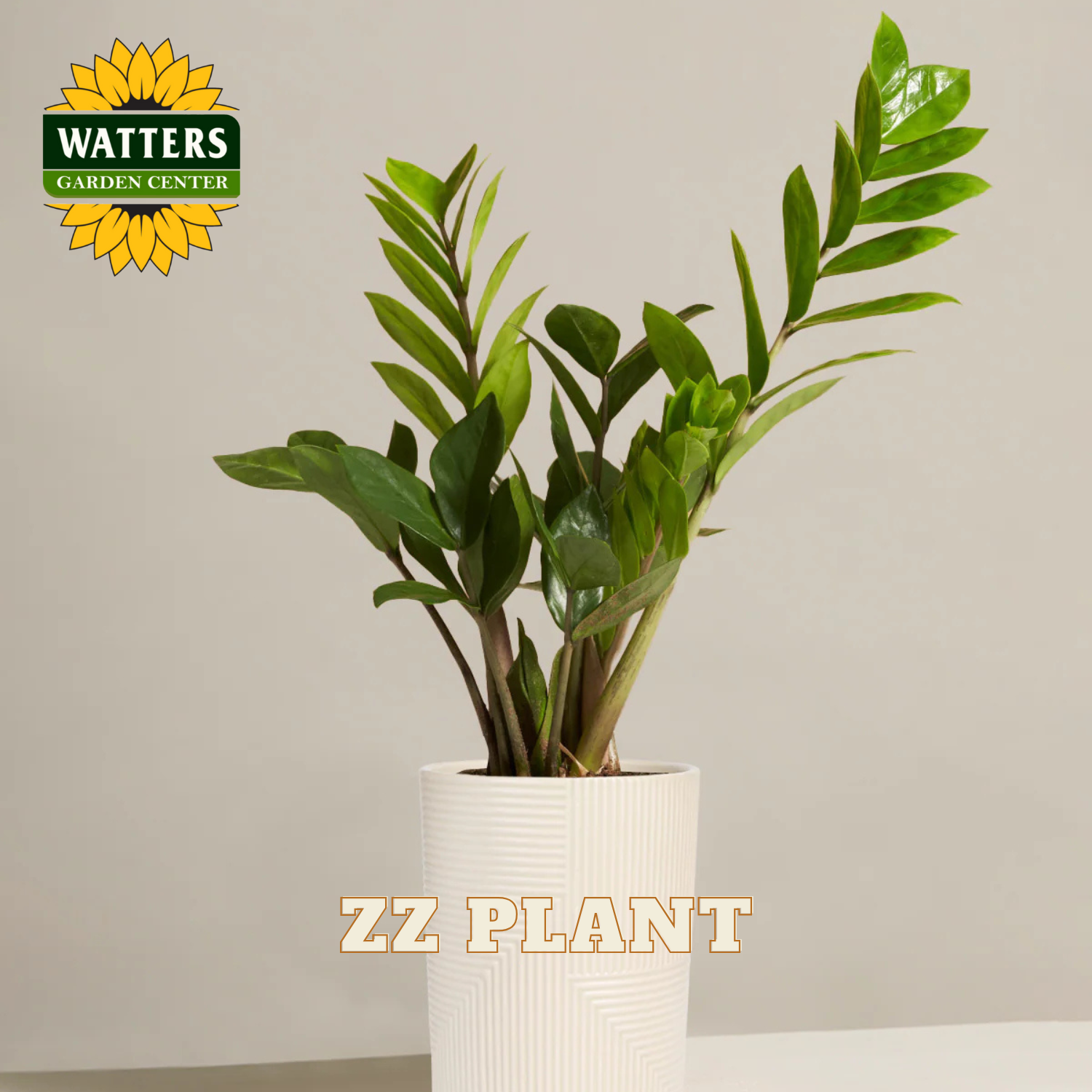 ZZ plant in a white pot with Watters Garden Center logo on a beige background