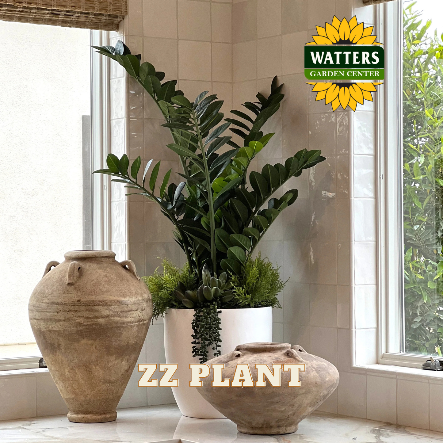 ZZ plant in a pot with decorative vases on a windowsill, Watters Garden Center logo visible