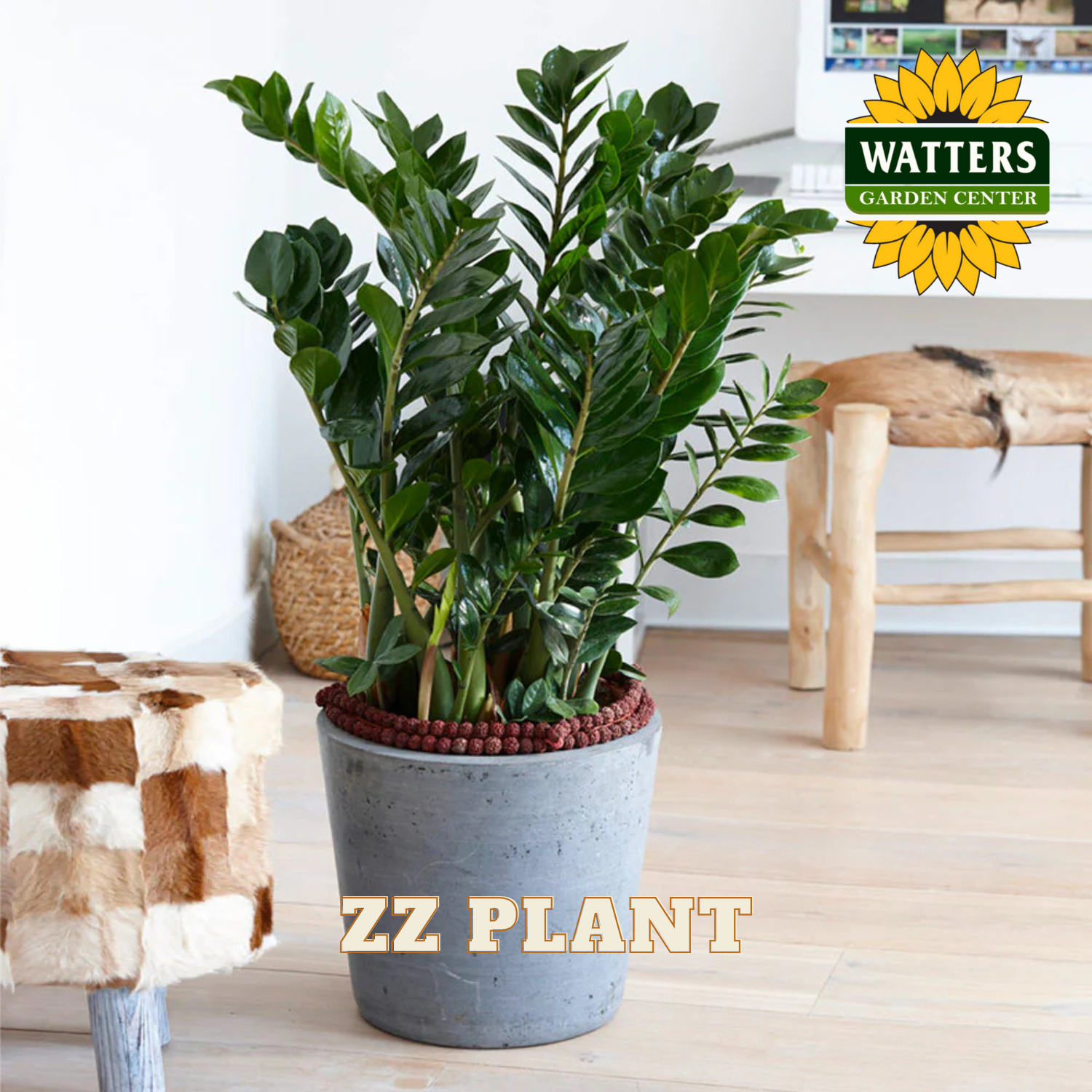 Potted ZZ plant on a table with Watters Garden Center logo in the background