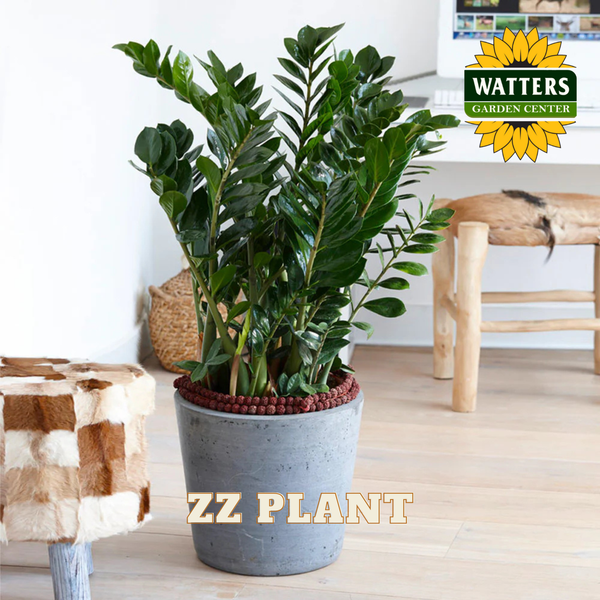 ZZ PLANT 14in