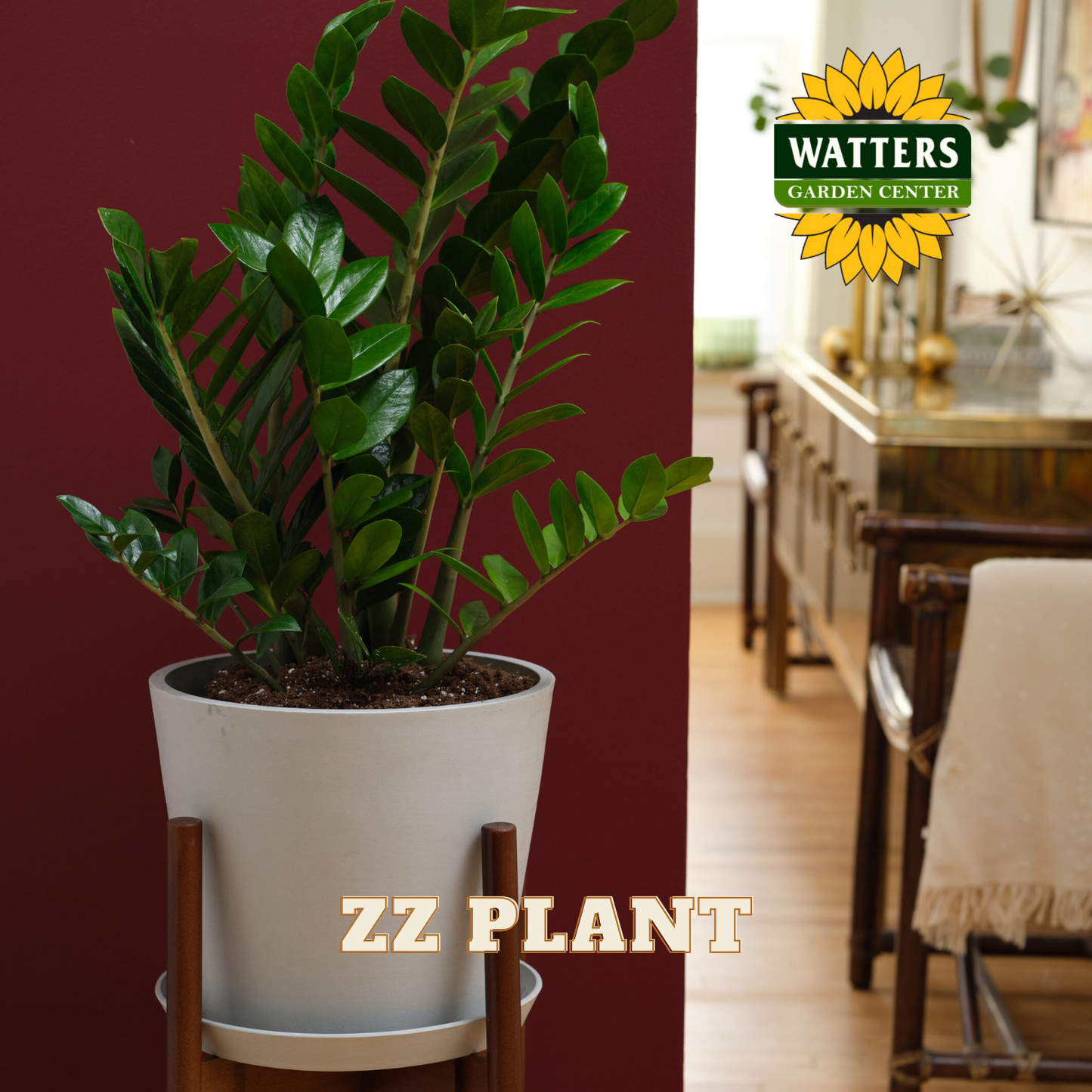 Potted ZZ plant on a stand with a dining room background and Watters Garden Center logo.