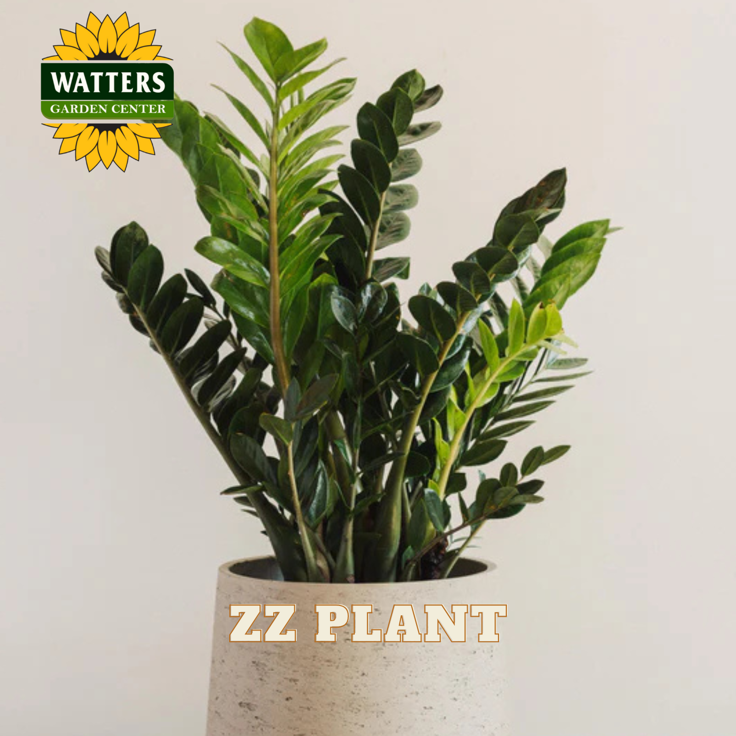 ZZ plant in a pot with Watters Garden Center logo on a light background