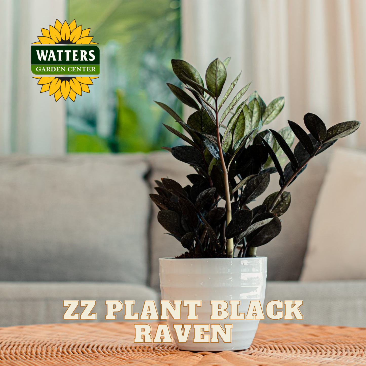 ZZ Plant Black Raven in a pot on a table with Watters Garden Center logo.