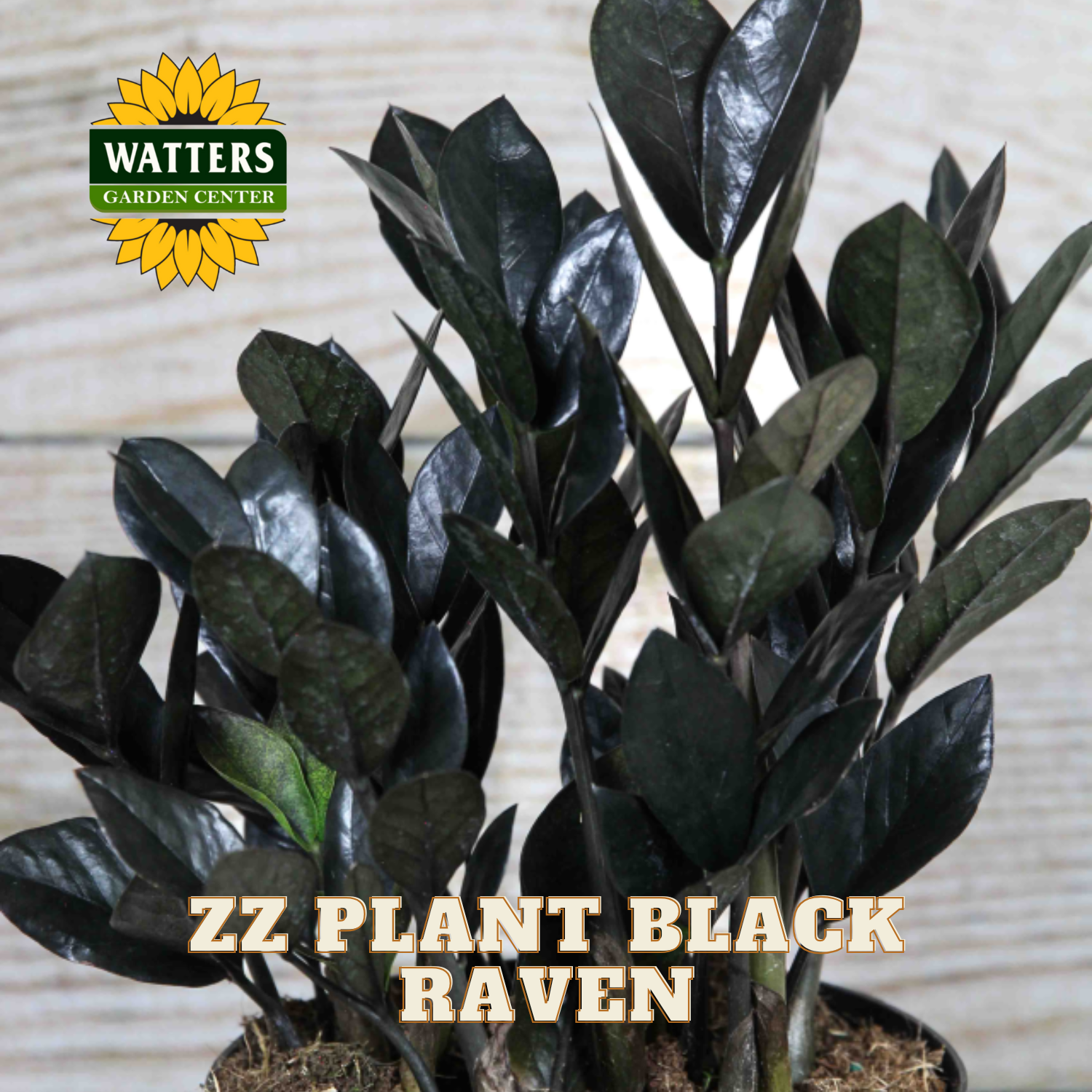 ZZ Plant Black Raven with Watters Garden Center logo on a neutral background