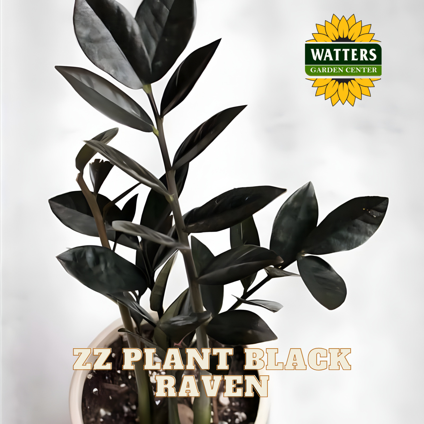 Potted ZZ Plant Black Raven with Watters Garden Center logo on a light gray background