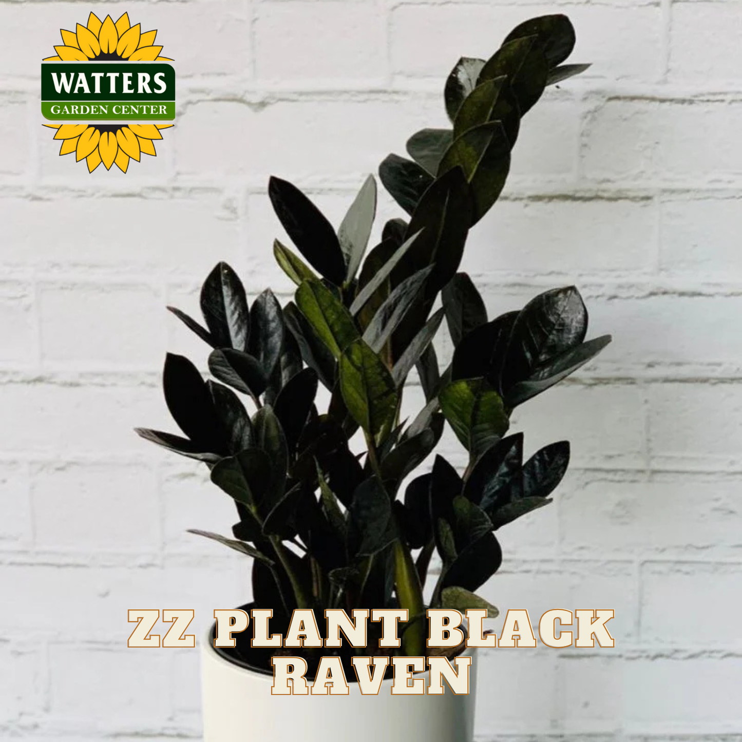 ZZ Plant Black Raven with Watters Garden Center logo on a white brick background