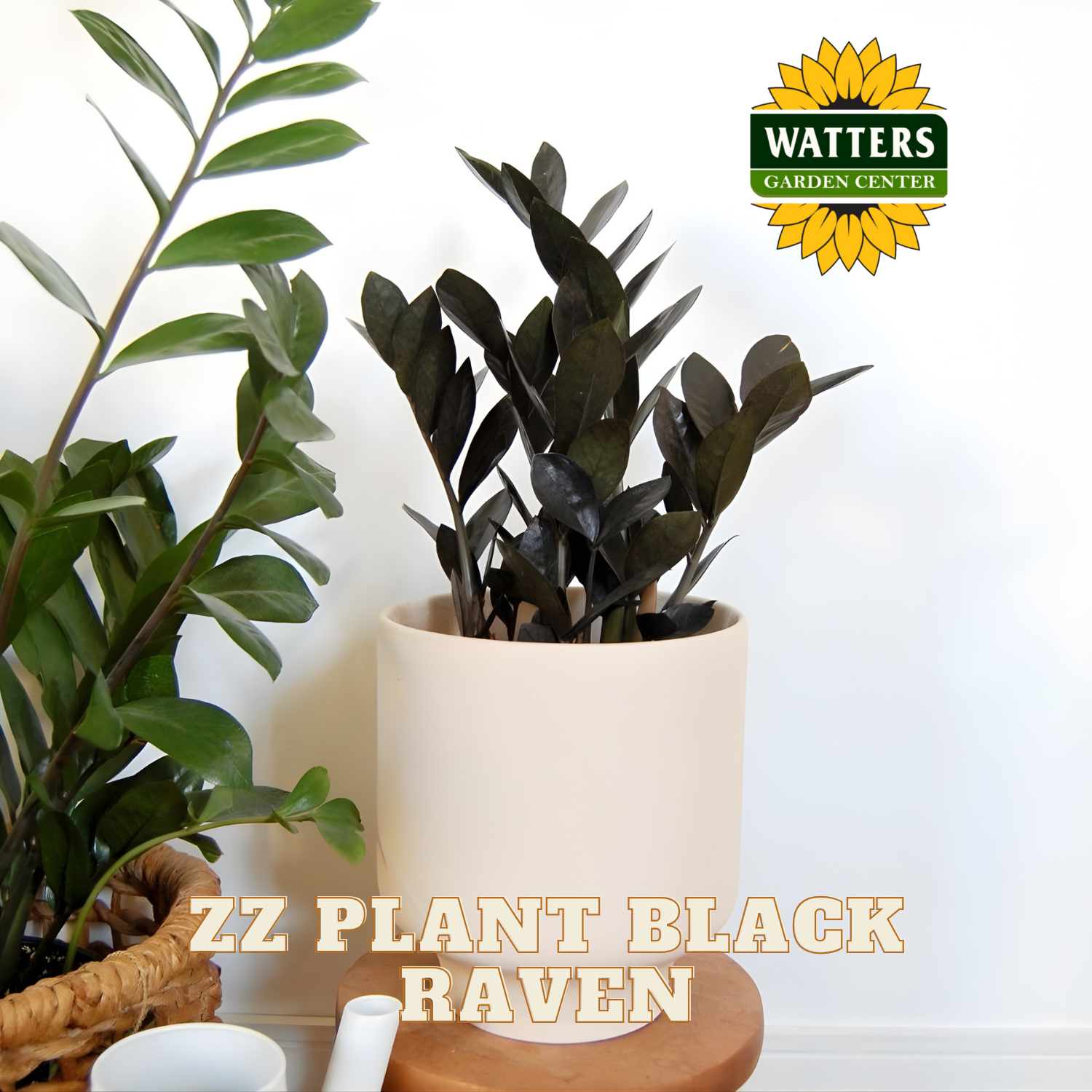 Potted ZZ Plant Black Raven with Watters Garden Center logo on a light background