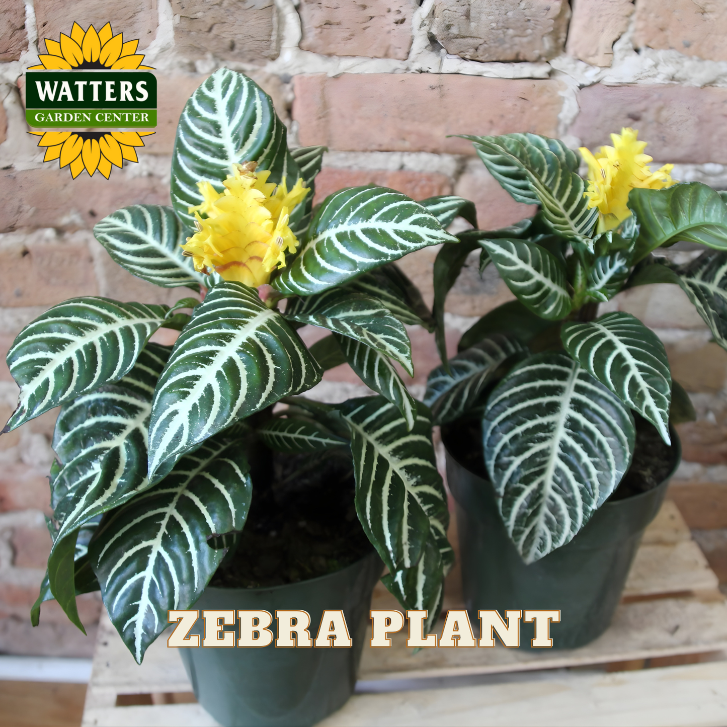 ZEBRA PLANT 6in