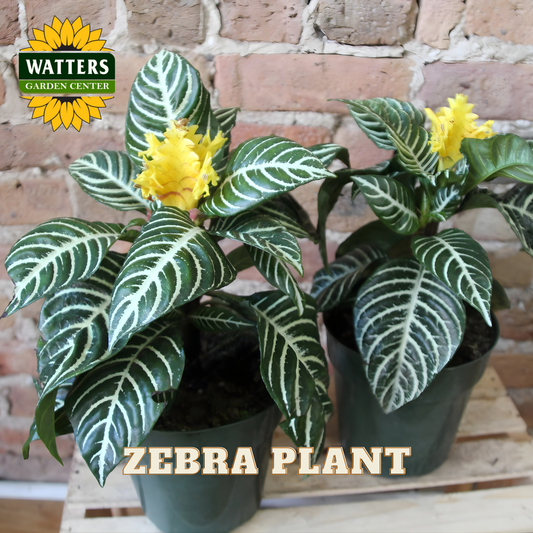 ZEBRA PLANT 6in