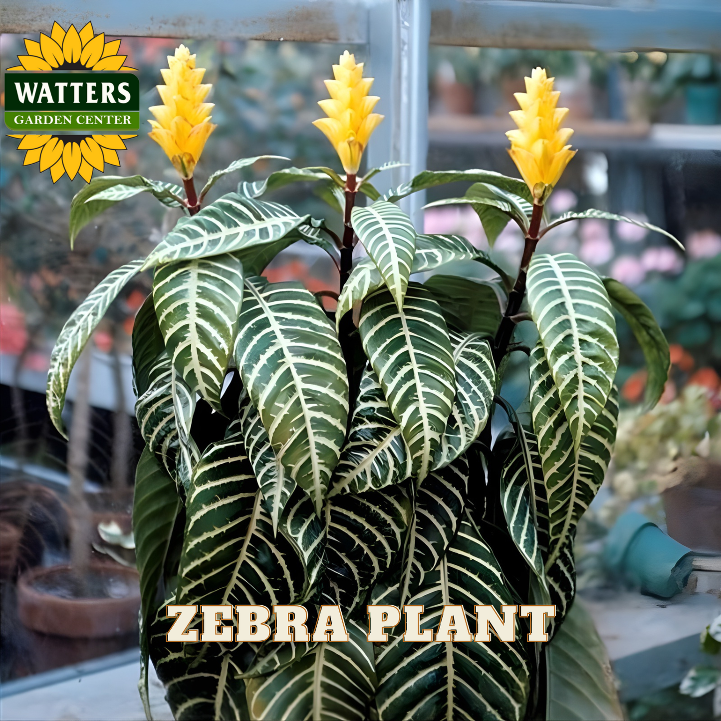 ZEBRA PLANT 6in