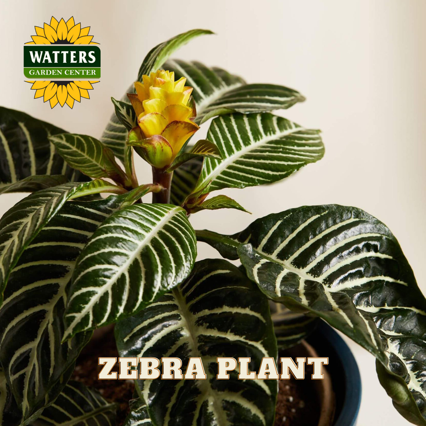 ZEBRA PLANT 6in